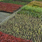 Plants Propagating in Medium
